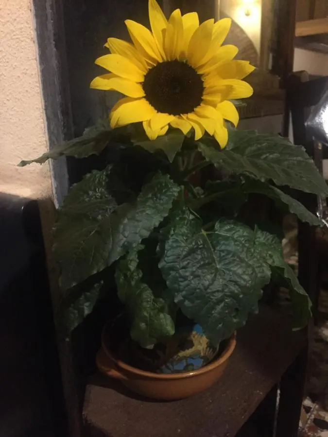 Il Girasole Bed & Breakfast Semorile